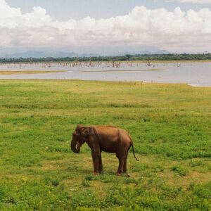 Udawalawe National Park
